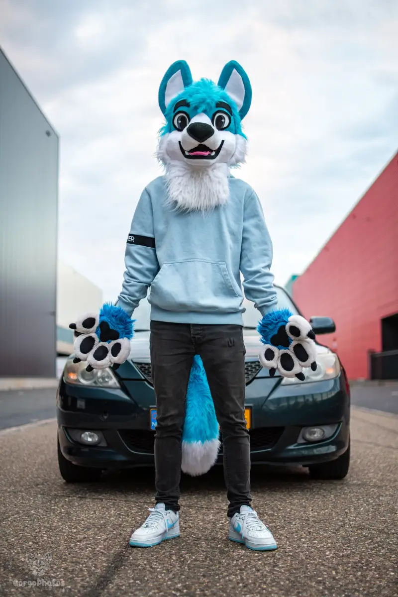 furbluecarphotoshoot-2-standard.webp