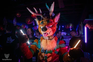 furgroove_2-115-standard.webp