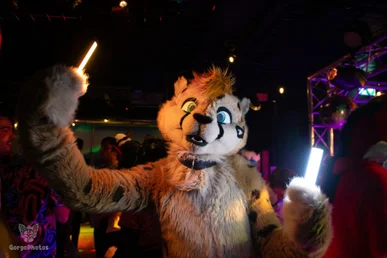 furgroove_2-119-standard.webp