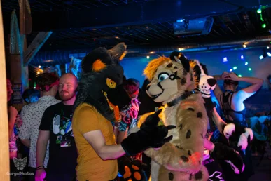 furgroove_2-125-standard.webp