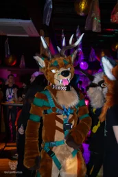 furgroove_2-127-standard.webp