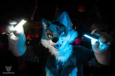 furgroove_2-131-standard.webp