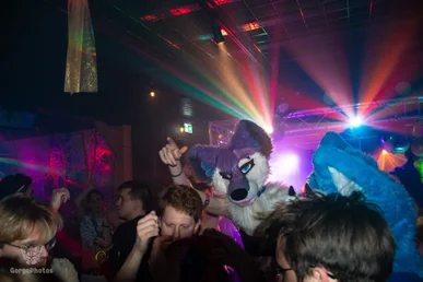 furgroove_2-138-standard.webp