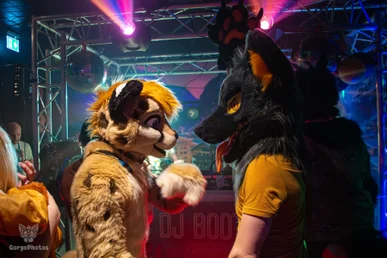 furgroove_2-139-standard.webp