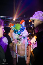 furgroove_2-152-standard.webp