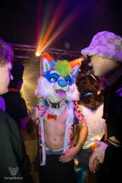 furgroove_2-153-standard.webp