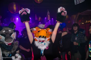 furgroove_2-162-standard.webp