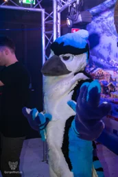 furgroove_2-172-standard.webp