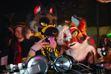 furgroove_2-175-standard.webp