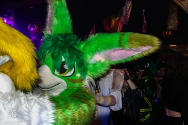 furgroove_2-187-standard.webp