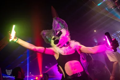 furgroove_2-25-standard.webp