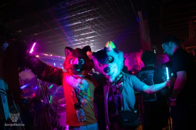 furgroove_2-33-standard.webp