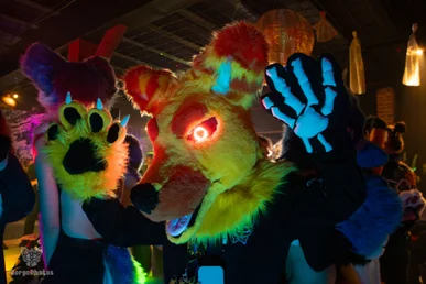 furgroove_2-50-standard.webp