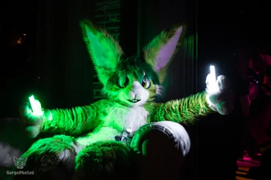 furgroove_2-58-standard.webp