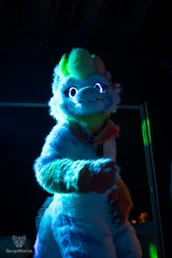 furgroove_2-66-standard.webp