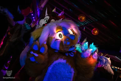furgroove_2-68-standard.webp