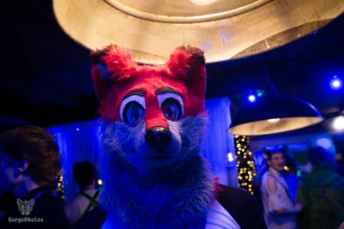 furgroove_2-80-standard.webp