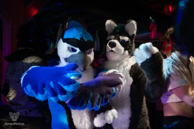 furgroove_2-95-standard.webp