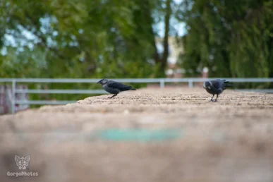 ndsm_fcoutingphotos-27-standard.webp