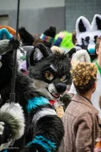 ofaf_sa_furwalk-102-standard.webp