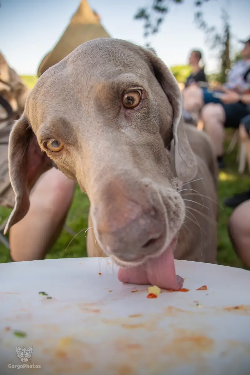 vox_bbq_2026-27-standard.webp