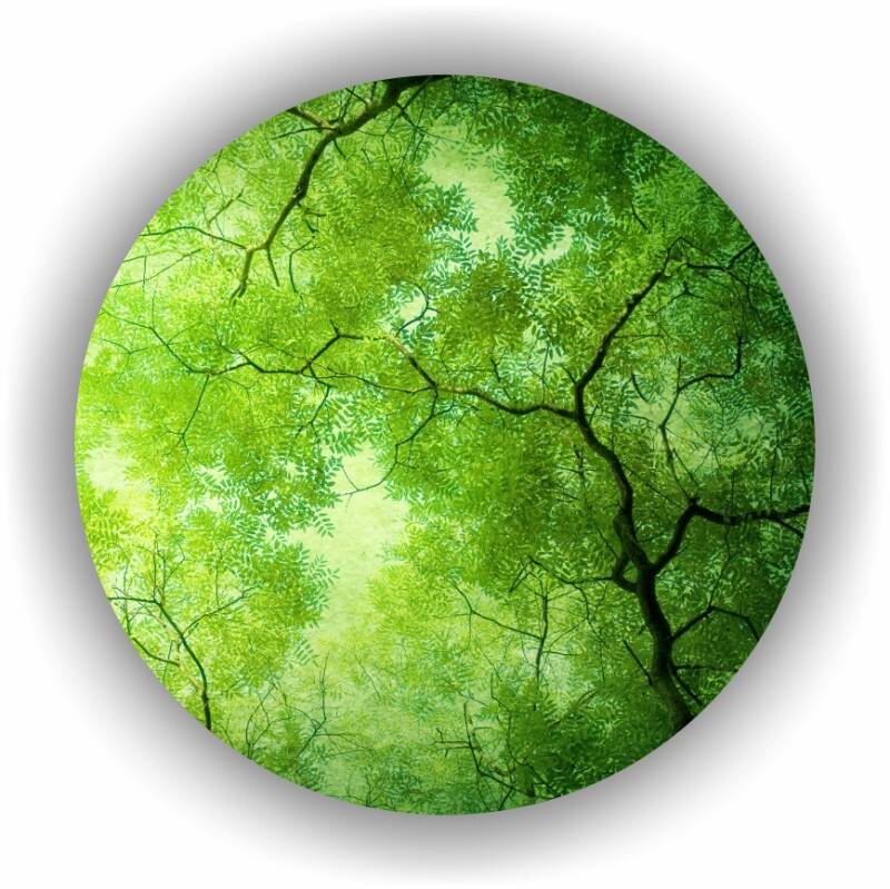 CirkelBos.jpg