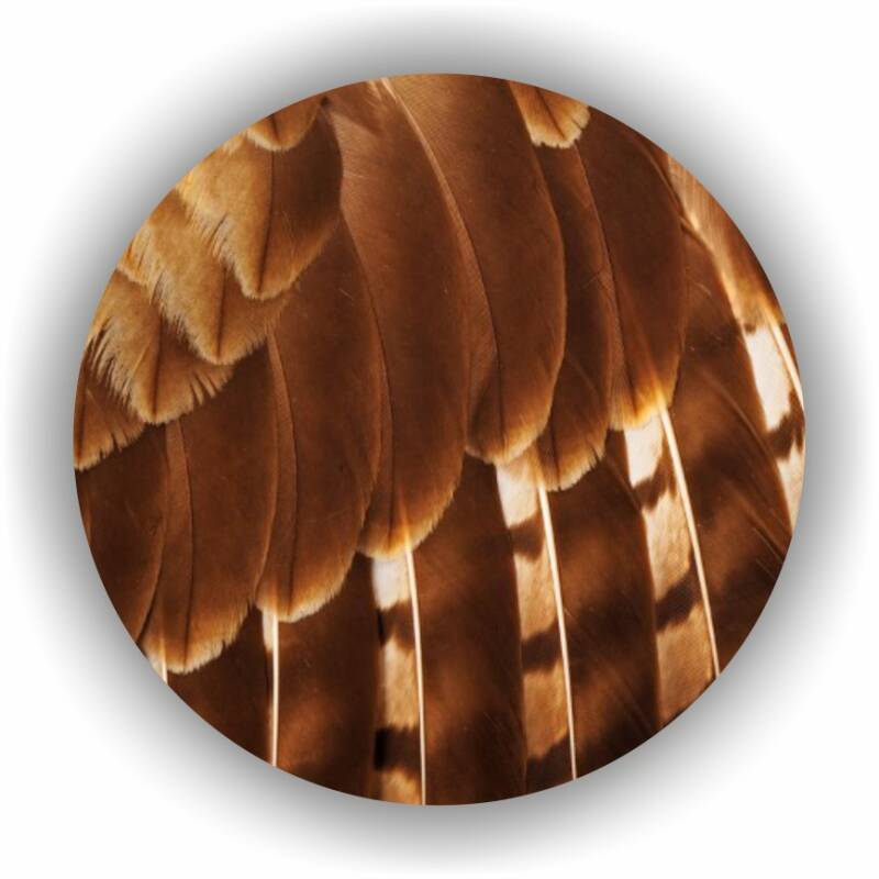 CirkelFeather.jpg