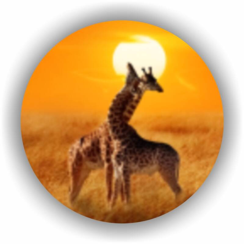 CirkelGiraffe.jpg