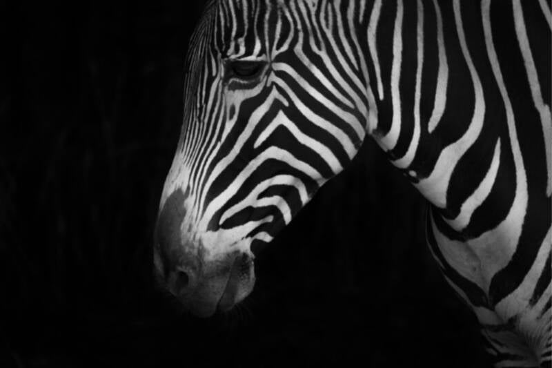Zebra2.jpg