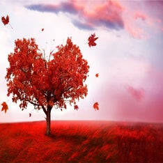 OurTree2.jpg