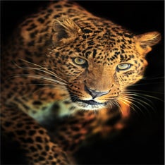 Tigerbright1.jpg
