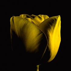 Tulipsilk1.jpg