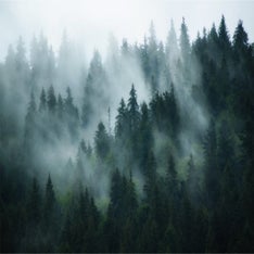 Forrest2.jpg