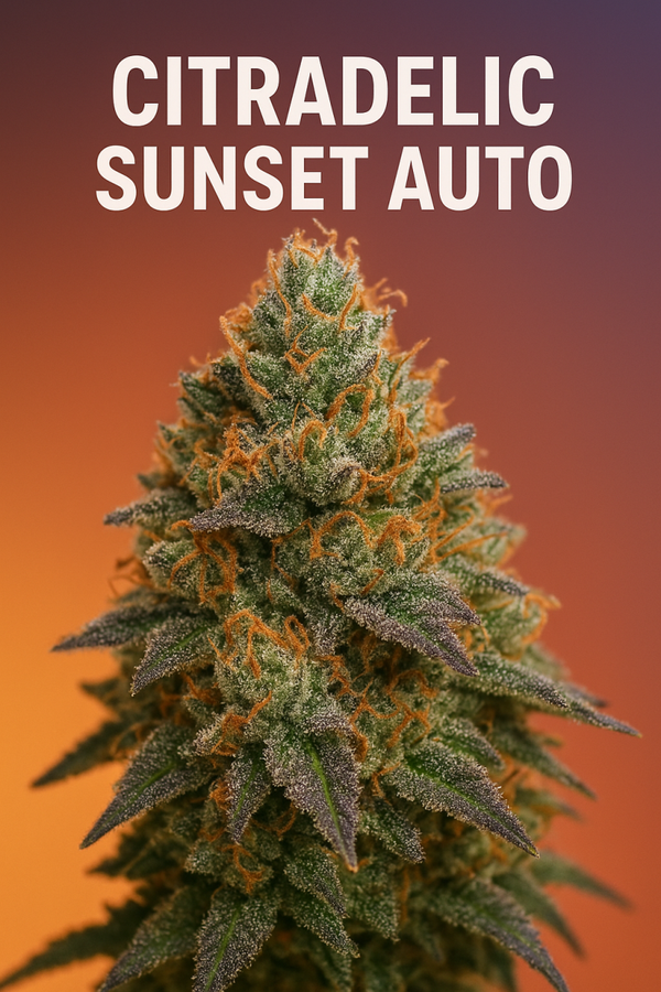 CITRADELIC SUNSET AUTO