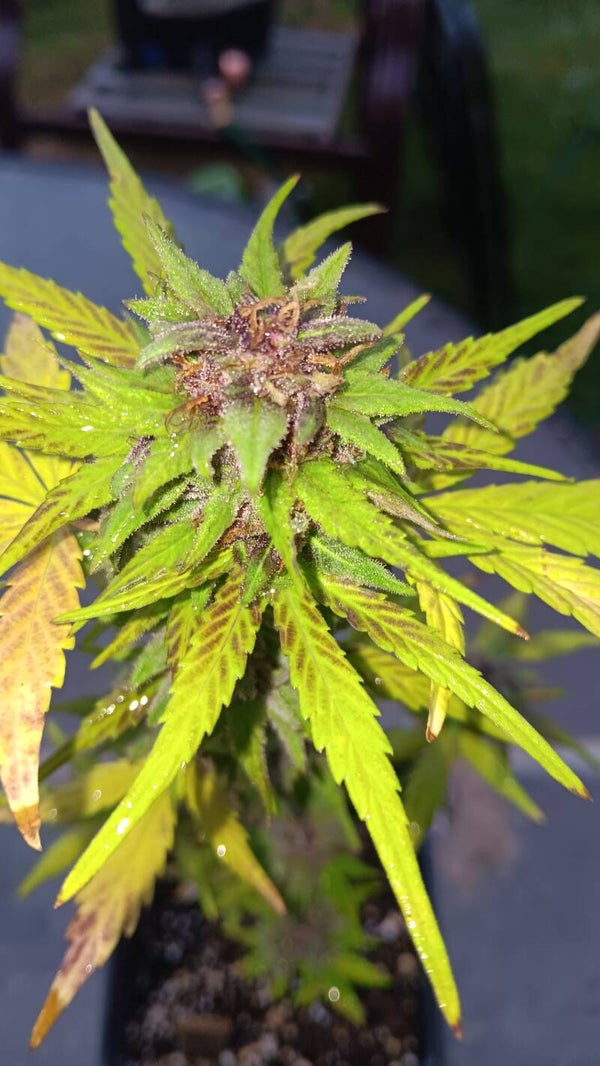 Galactic Grapes Auto 6pk