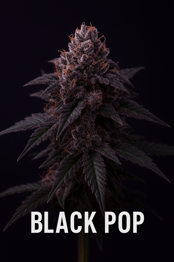 Black pop