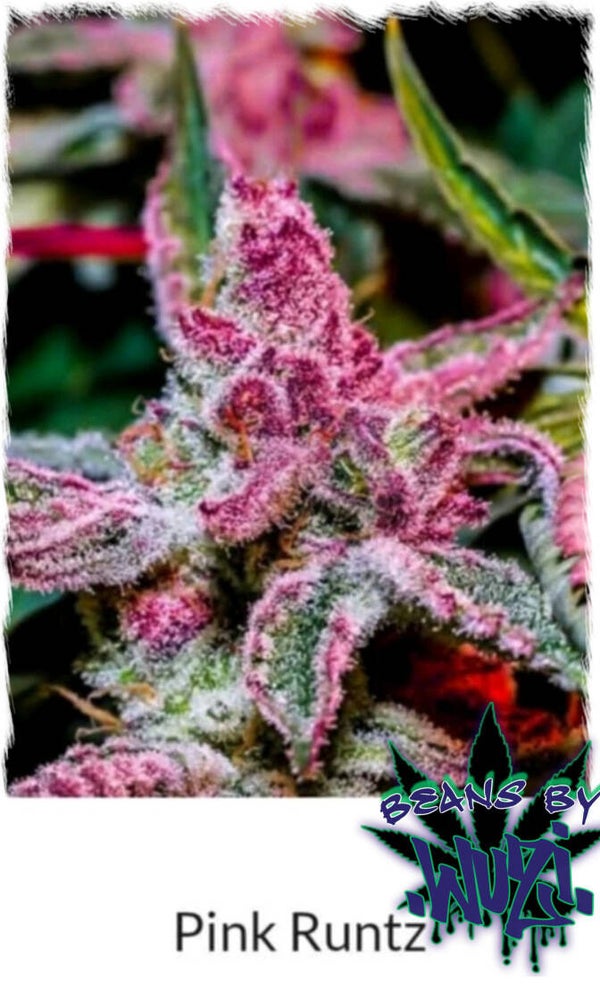 PINK RUNTZ