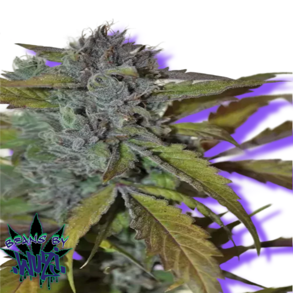 TAHOE STAR OG FEM SEEDS
