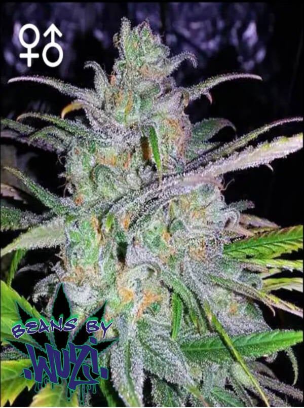 AK47 (REG)