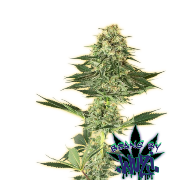 BANANA KUSH AUTO