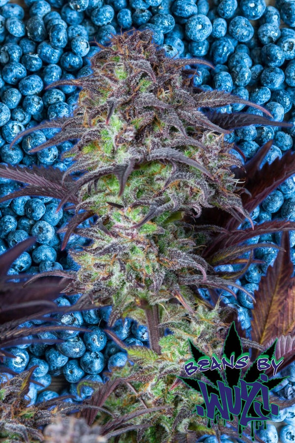 BLUEBERRY SKUNK FEM