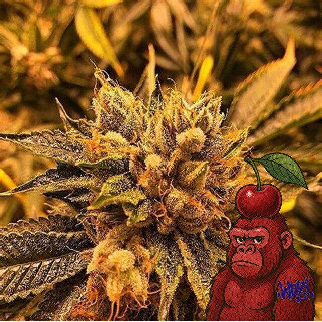 CHERRY GORILLA FEM