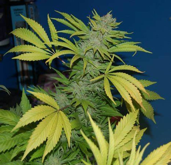 G13 (REG)