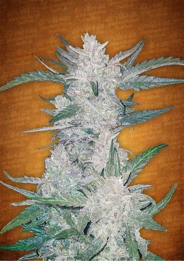 GREEN CRACK AUTO