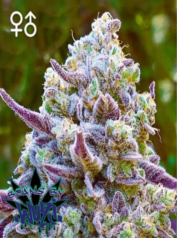 GELATO (REG)