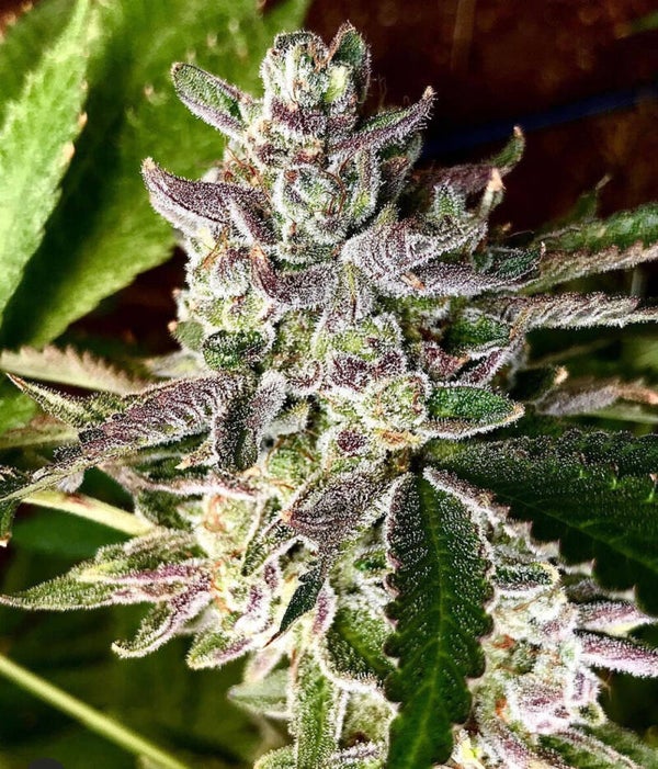 'COPY' GRAPES 'N CREAM ( Phinest Cuts)