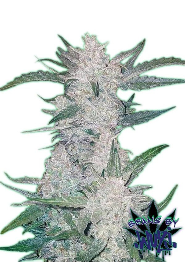 GREEN CRACK FEM