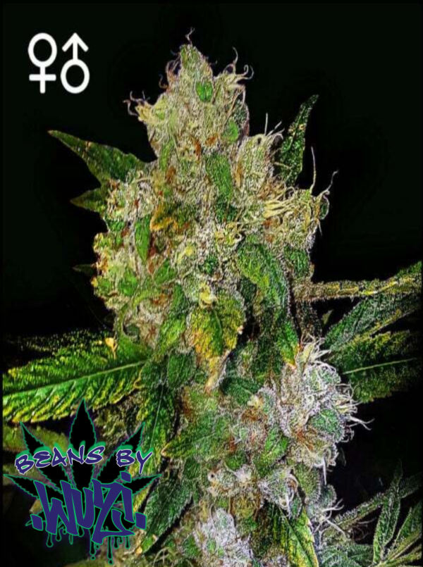 JACK 'D CHEESE (REG)