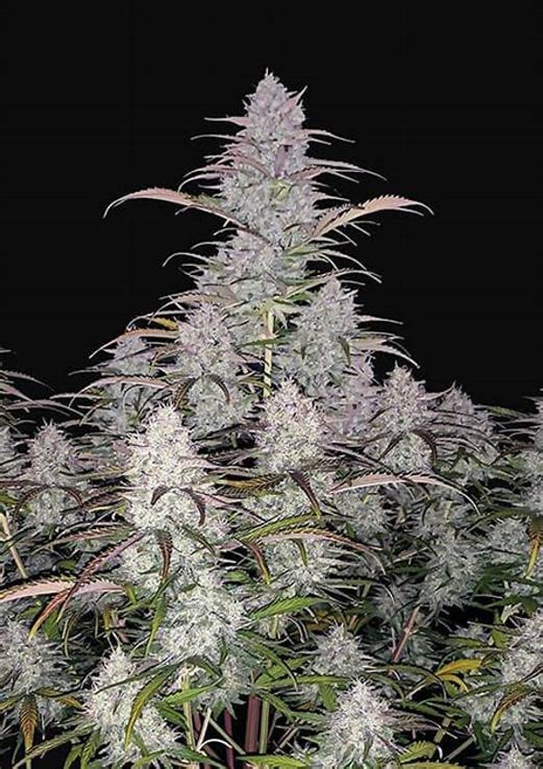 DO-SI-DOS AUTO