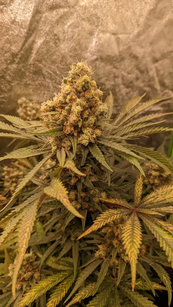 RED POP (FAYGO) FEM